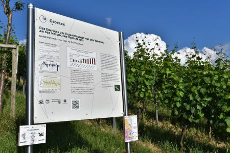 Infotafel der Einfluss des Klimawandels auf den Weinbau an der Hessischen Bergstraße