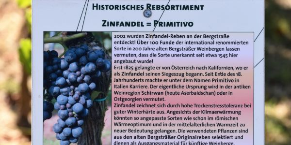Infotafel Zinfandel