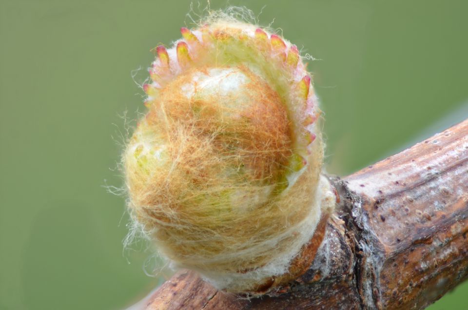 Knospe der Rebe beginnt zu wachsen.
