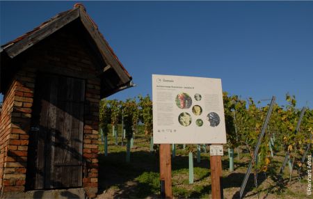 Infotafel neben Weinbergshütte und Weinberg