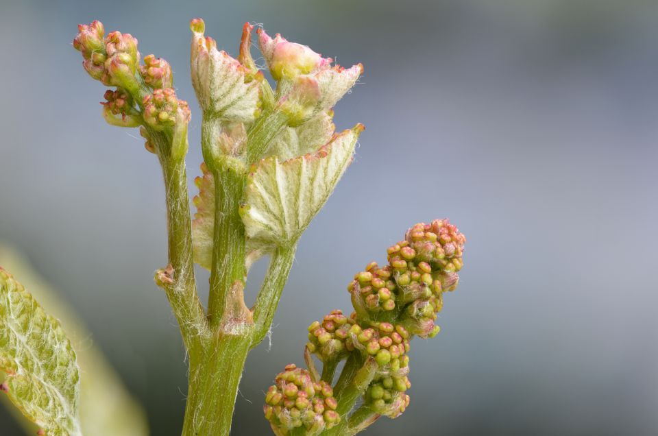 Rebe auf dem Weg zur Blütenbildung