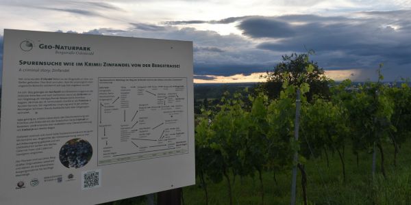 Infotafel Spurensuche wie im Krimi Zinfandel von der Bergstrasse