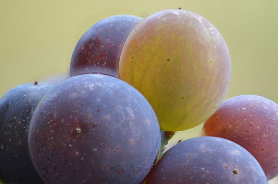Bild von Beeren in Nahaufnahme