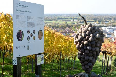 Infotafel die Genesis von König Riesling und Kunstwerk Steintraube