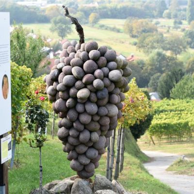 Skulptur Steintraube auf dem Erlebnispfad Wein und Stein in Heppenheim