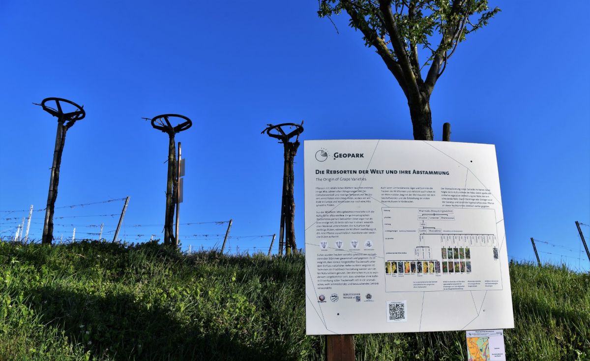 Infotafel Die Rebsorten der Welt und ihre Abstammung