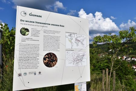 Infotafel die wilden Verwandten unserer Rebe