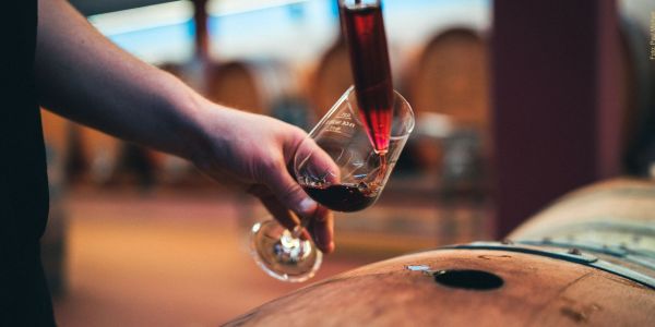 Es wird eine Probe von einem Rotwein aus dem Holzfass gezogen und in ein Glas gefüllt