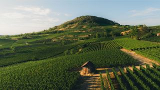 Luftaufnahme Weinberge mit Weinbergs Häuschen mit Blick zum Hemsberg