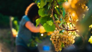 Winzerin bei der Weinlese