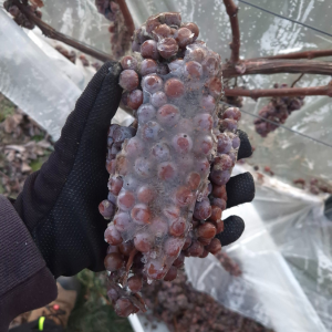 Gefrorener Henkel Weintrauben. Eisweinlese. Souvignier Gris Trauben