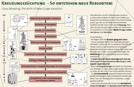Infotafel Kreuzungszüchtung