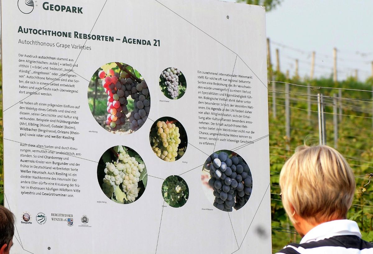 Infotafel Autochthone Rebsorten