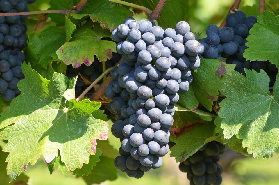 Bild Traube im Weinberg, Rebsorte St. Laurent