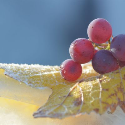 Weintraube im Weinberg mit Frost auf den Blättern