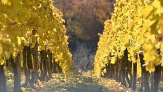 Bergstraesser Winzer eG: Weinlaub im Herbst