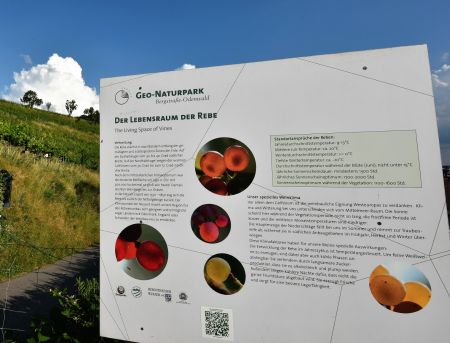Infotafel der Lebensraum der Rebe