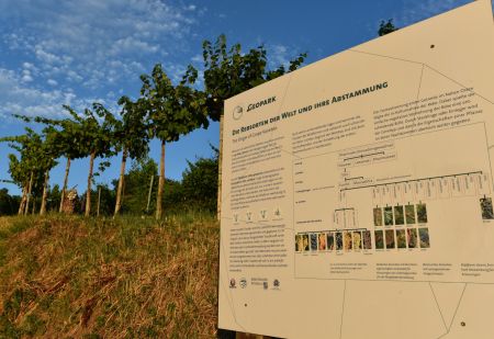 Infotafel Die Rebsorten der Welt und ihre Abstammung