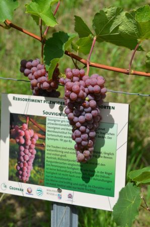 Rebsorte Souvignier Gris reifer Traubenhenkel