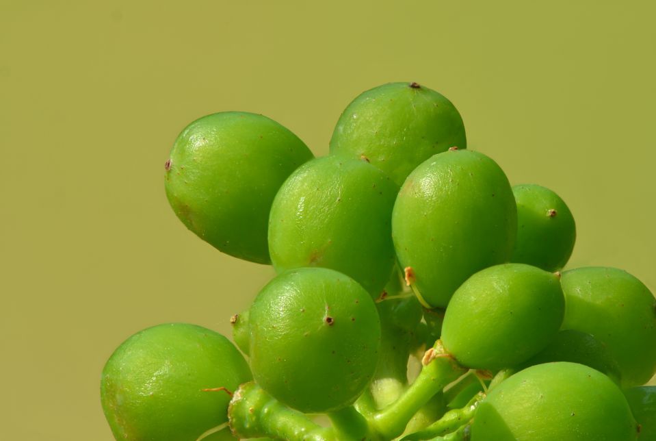 Bild von unreifen Beeren