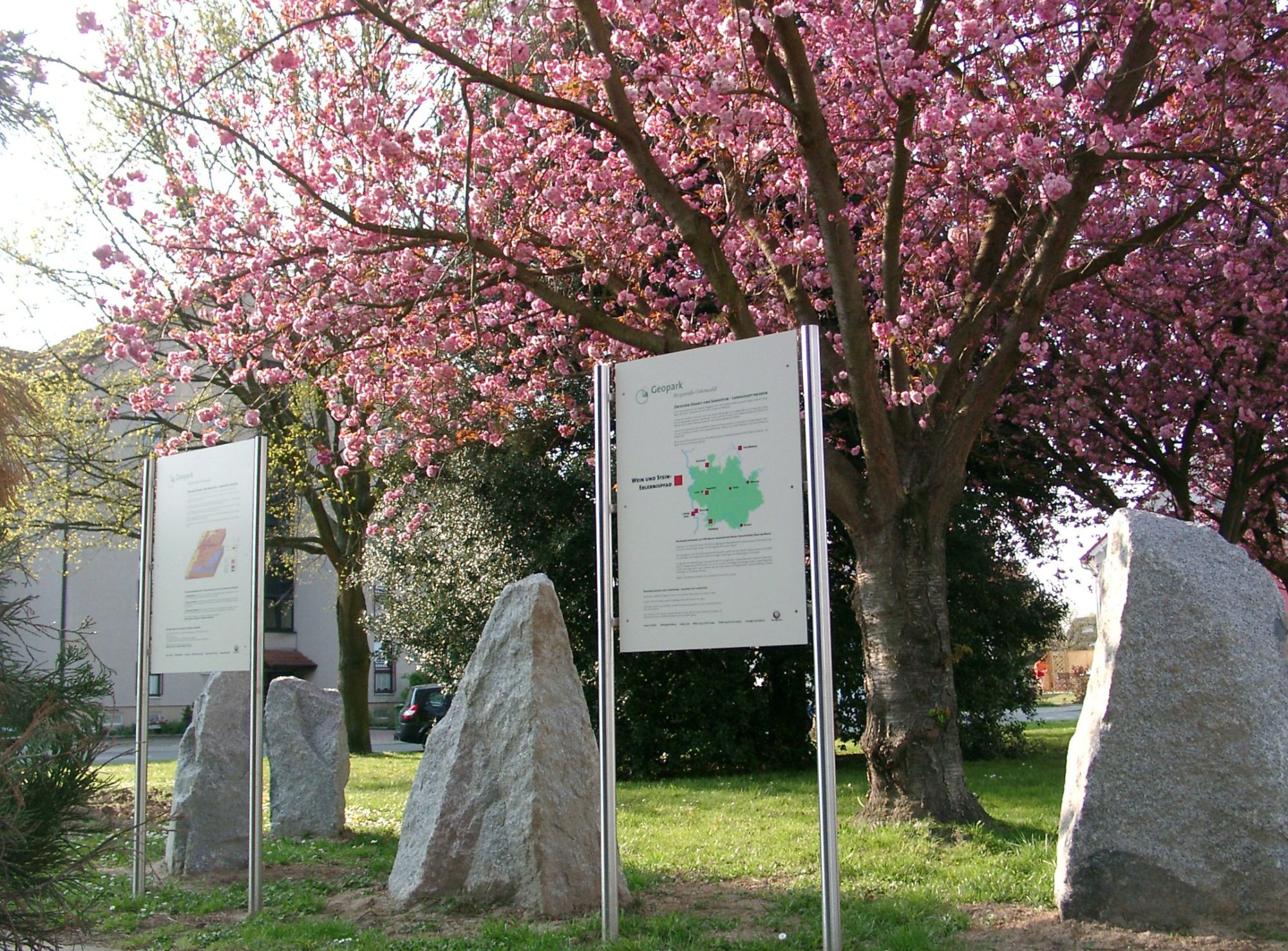 Zwei Informationstafeln zur Geologie im Hintergrund ein blühender Kirschbaum.