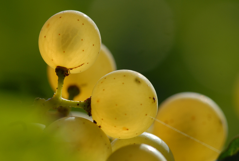 Nahaufnahme von Chardonnay Trauben