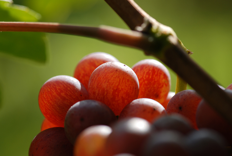 Nahaufnahme von Gewürztraminer Weintrauben am Rebstock